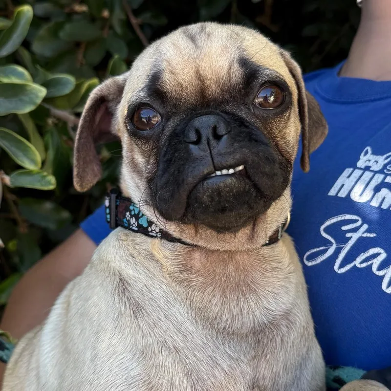 A young small-sized male Yellow / Tan / Blond / Fawn Pug dog named Otis for adoption in Santa Barbara, CA