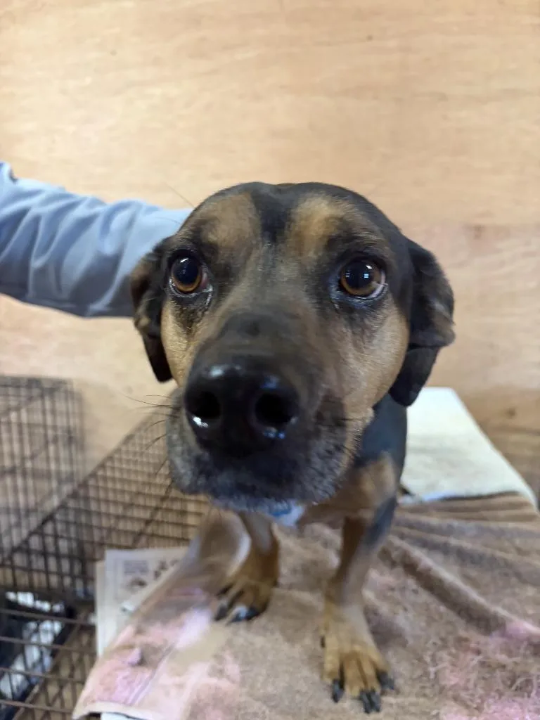 An adult medium-sized male Mixed Breed dog named Chewy for adoption in Lawrenceburg, TN