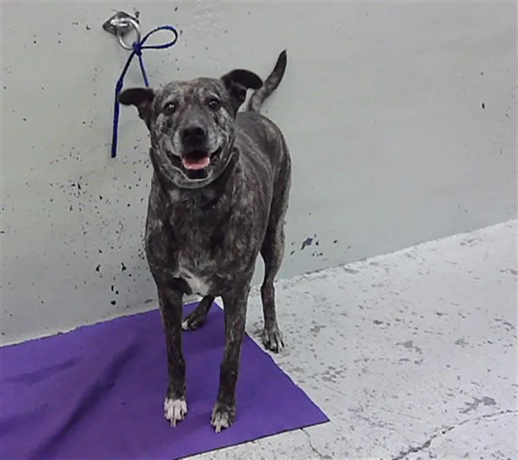 An adult large-sized female Labrador Retriever dog named Morgan for adoption in Houston, TX