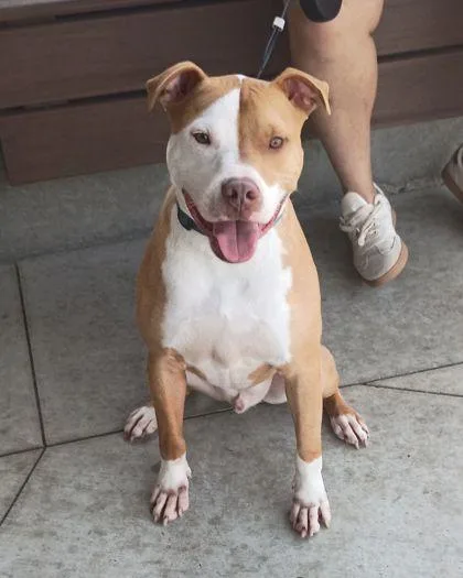 An adult large-sized male Mixed Breed dog named Brinco for adoption in Atlanta, GA