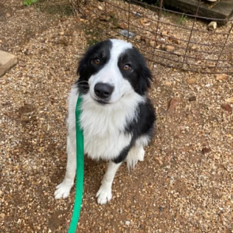 A young medium-sized male Black Border Collie dog named Smiley for adoption in Stilwell, OK