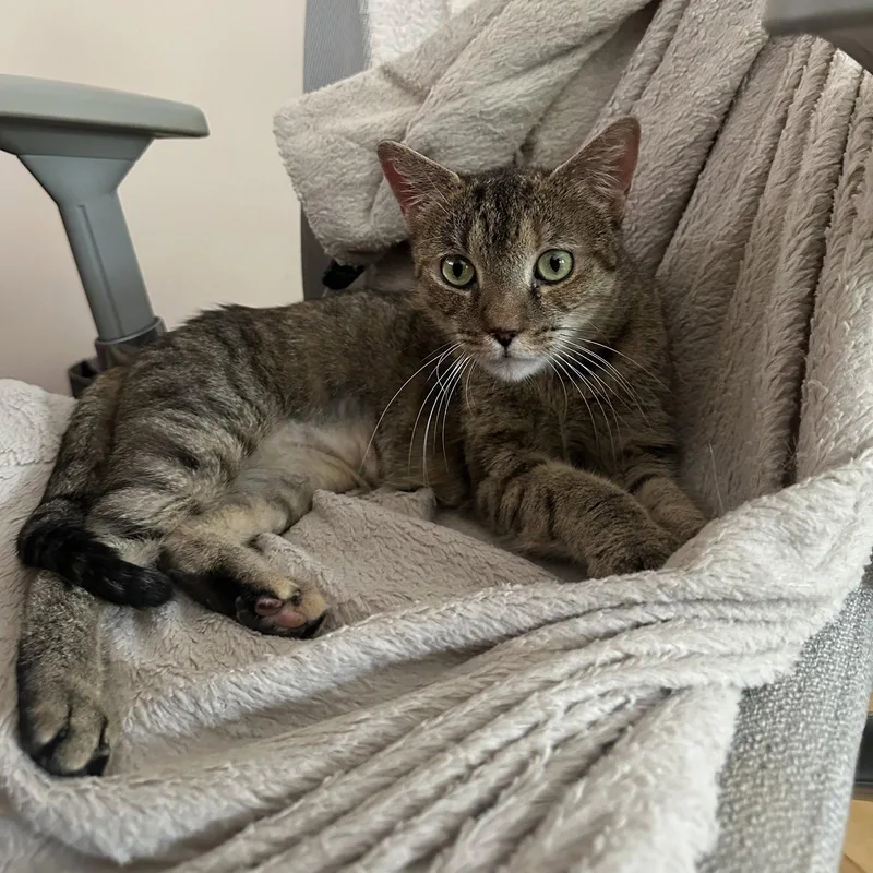 An adult medium-sized female Domestic Short Hair cat named Hello Howard for adoption in Brooklyn, NY