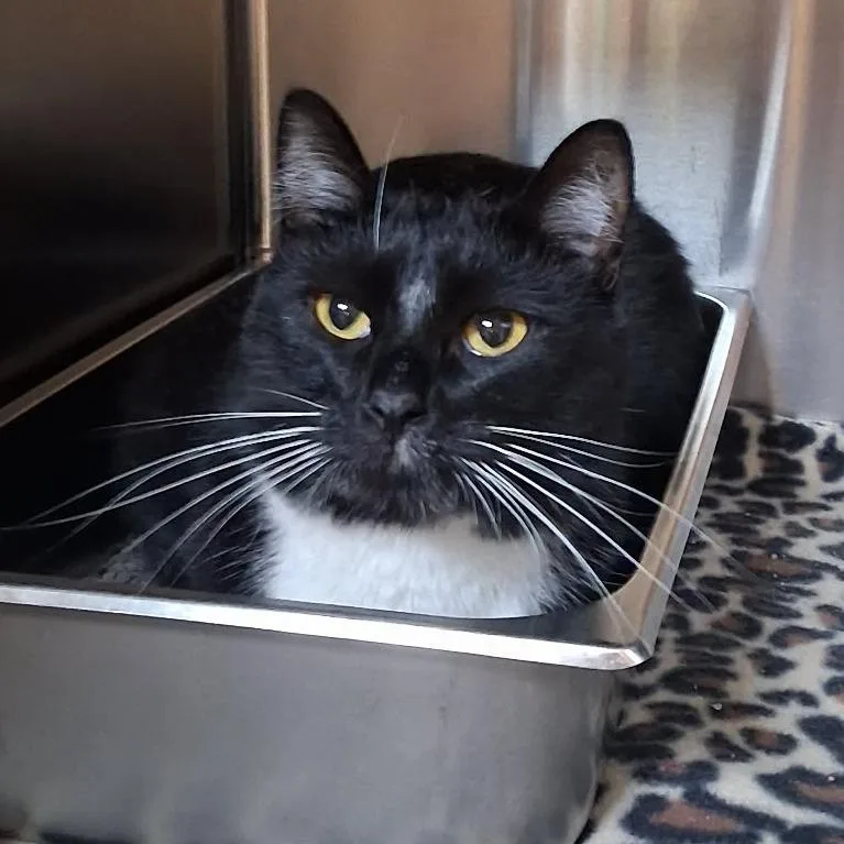 An adult small-sized male Black Domestic Short Hair cat named Fred for adoption in Shinnston, WV