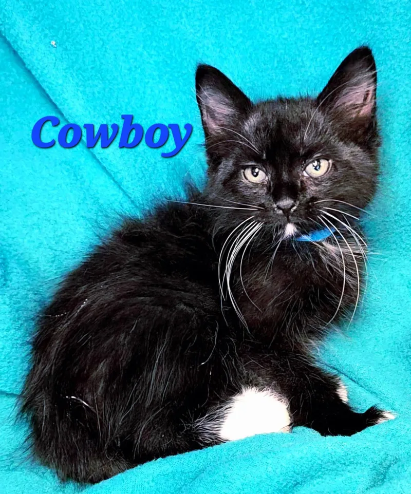 A baby medium-sized male Black & White / Tuxedo Tuxedo cat named Cowboy for adoption in Macon, GA