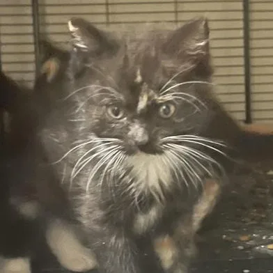 A baby small-sized female Black & White / Tuxedo Domestic Medium Hair cat named Kuroshi for adoption in Liverpool, TX