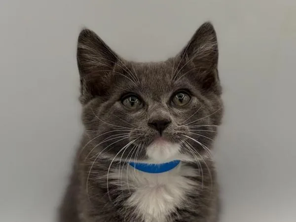 A baby small-sized male Domestic Short Hair cat named Shaggy Rogers for adoption in Portland, OR