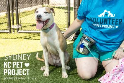 An adult medium-sized female Yellow / Tan / Blond / Fawn Pit Bull Terrier dog named Sydney for adoption in Kansas City, MO