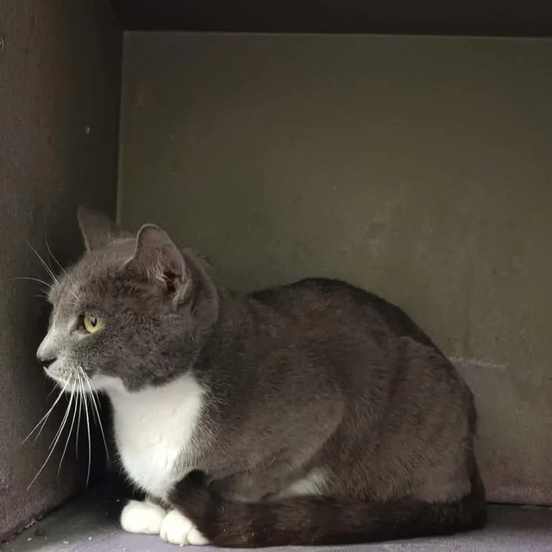 An adult small-sized female Gray / Blue / Silver Domestic Short Hair cat named Nimbus for adoption in Granville, OH