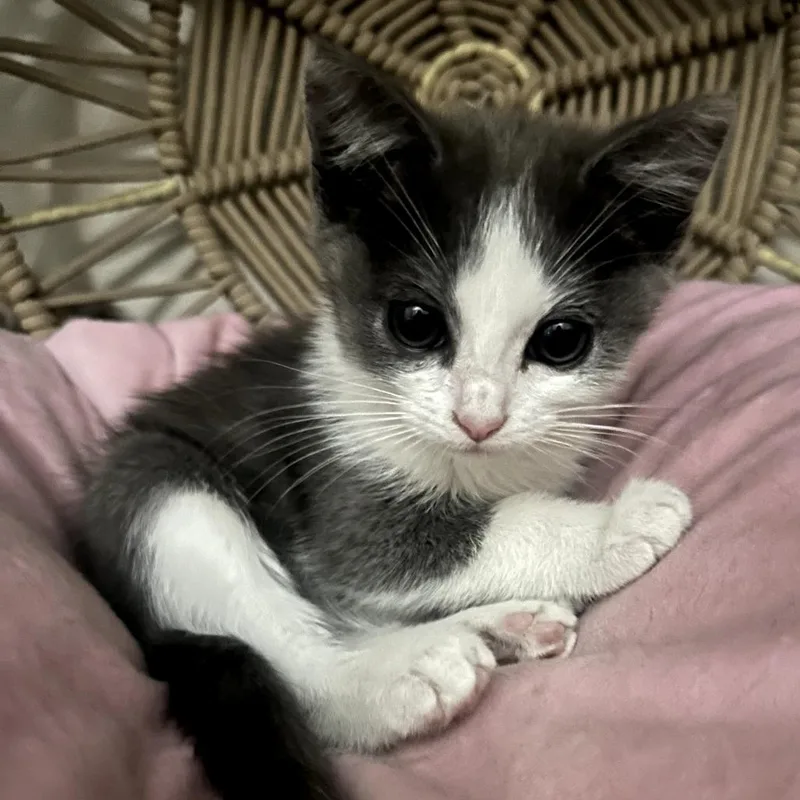 A baby small-sized female Gray / Blue / Silver Domestic Short Hair cat named Muffy for adoption in Long Beach, CA