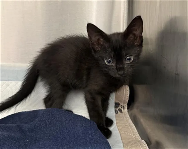 A baby small-sized female Domestic Short Hair cat named Gillyweed for adoption in Baytown, TX
