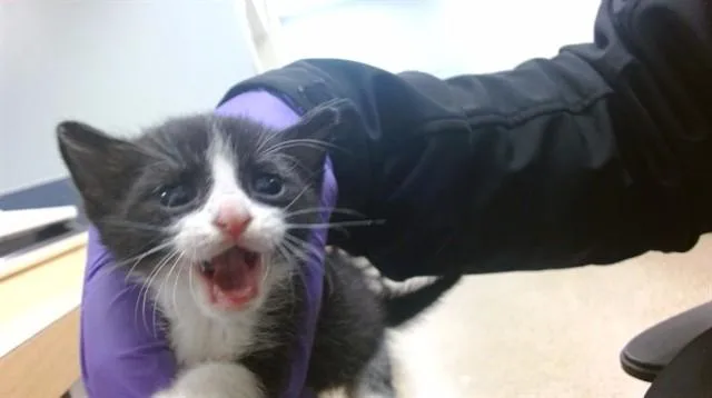 A baby small-sized female Domestic Short Hair cat named Lotus for adoption in Miami, FL