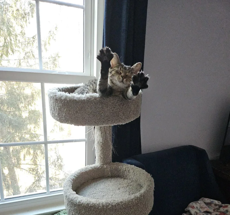 An adult medium-sized female Domestic Short Hair cat named Wendy for adoption in Herndon, VA