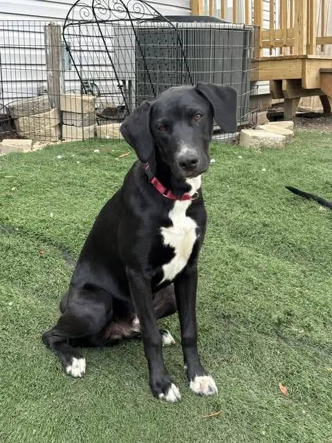 A young large-sized male Black Labrador Retriever dog named Yukie for adoption in Orland Park, IL