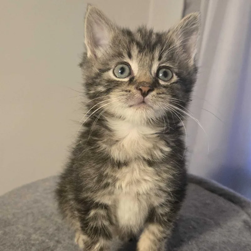 A baby small-sized male Brown / Chocolate Domestic Medium Hair cat named Cedar for adoption in Delaware, OH