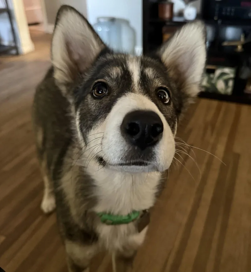 A young medium-sized female Husky dog named Reya for adoption in Evergreen, CO