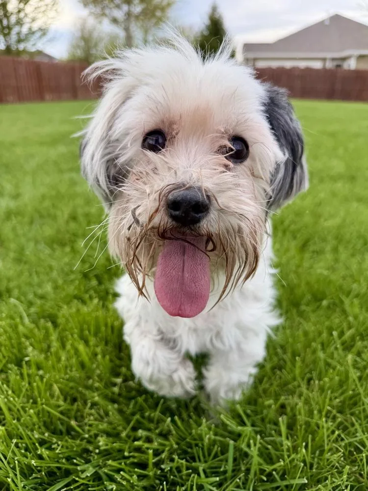An adult small-sized female Shih poo dog named Petals for adoption in Muskego, WI