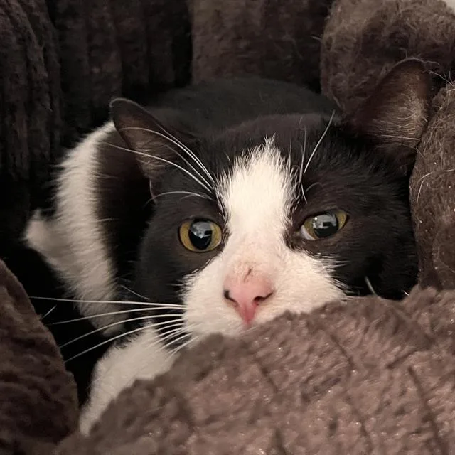 A young medium-sized male Domestic Short Hair cat named Rhombus for adoption in Methuen, MA