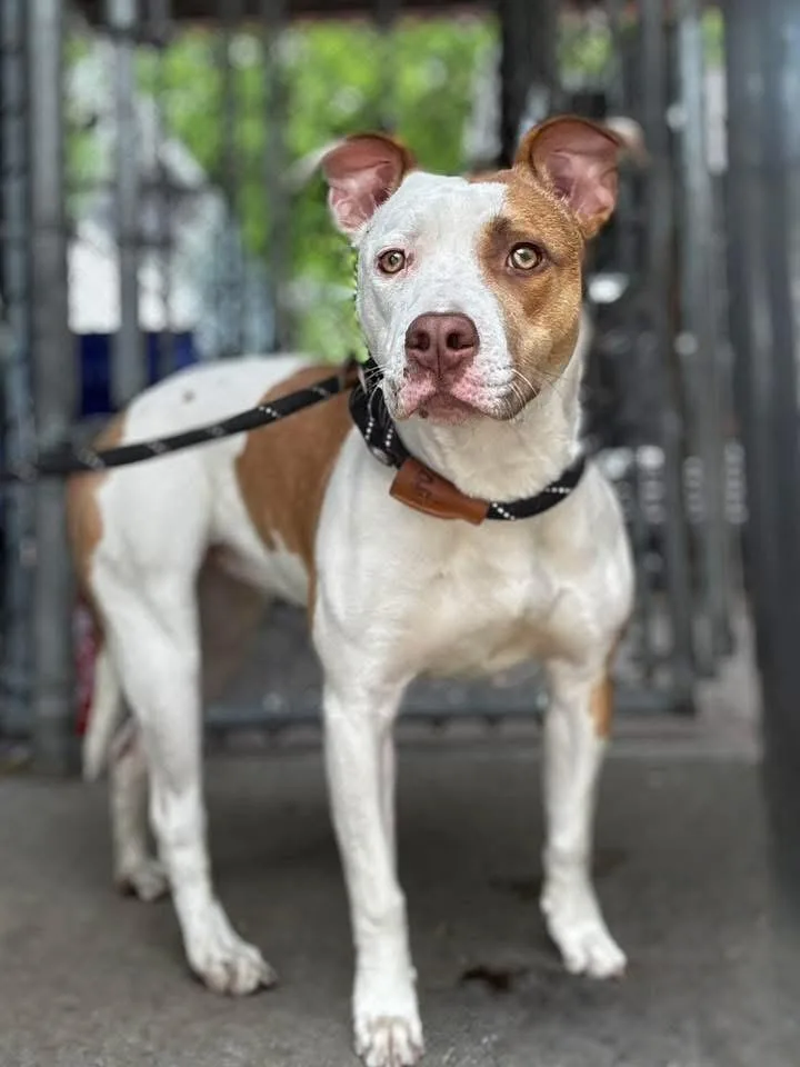 An adult medium-sized female Brown / Chocolate Pit Bull Terrier dog named Cadence for adoption in Chicago, IL