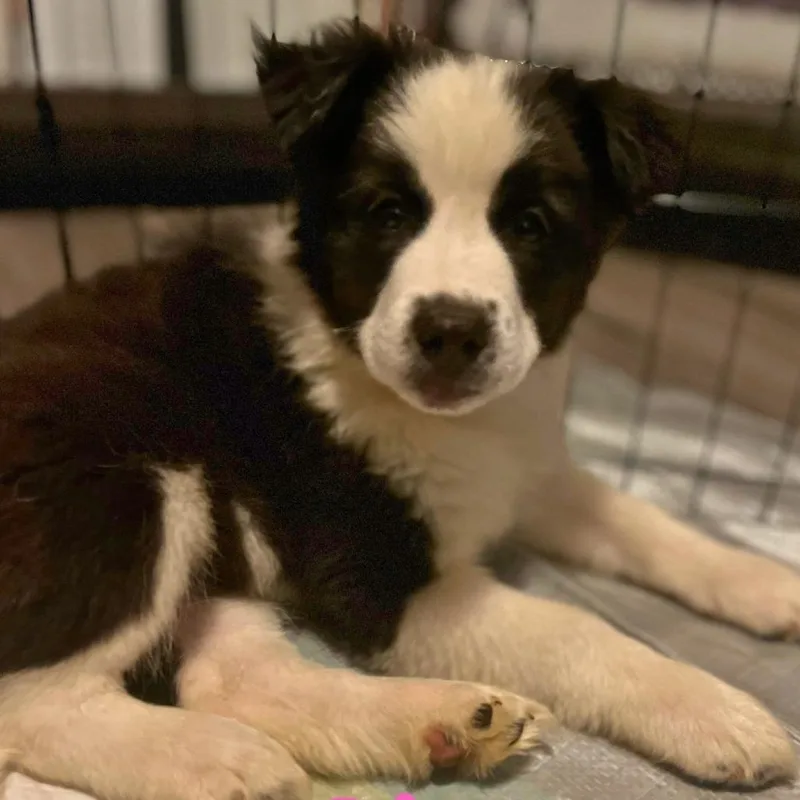 A baby small-sized female Black Mixed Breed dog named Ginerva for adoption in Fredericksburg, VA
