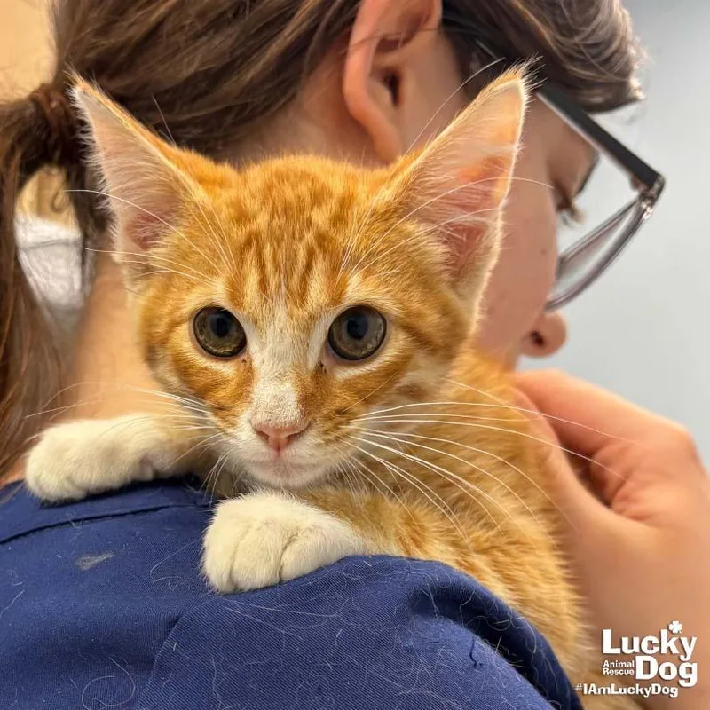 A baby medium-sized male Orange & White Domestic Short Hair cat named Elvis for adoption in Washington, DC
