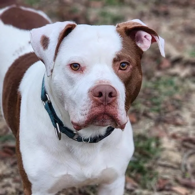 An adult medium-sized male Pit Bull Terrier dog named Dayton for adoption in Valparaiso, IN