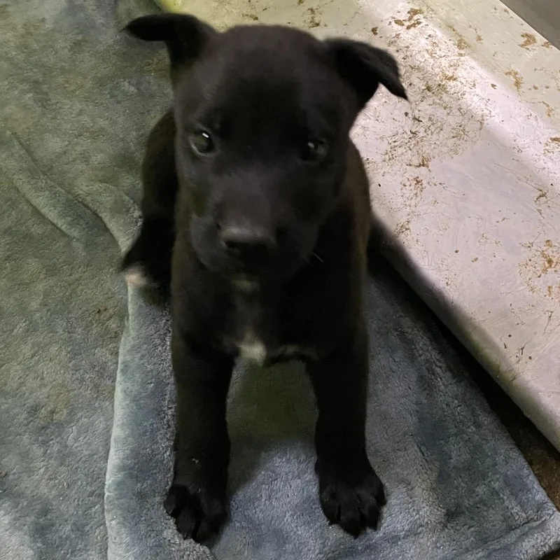 A baby small-sized male Black Shepherd dog named Jaws for adoption in Spokane, WA