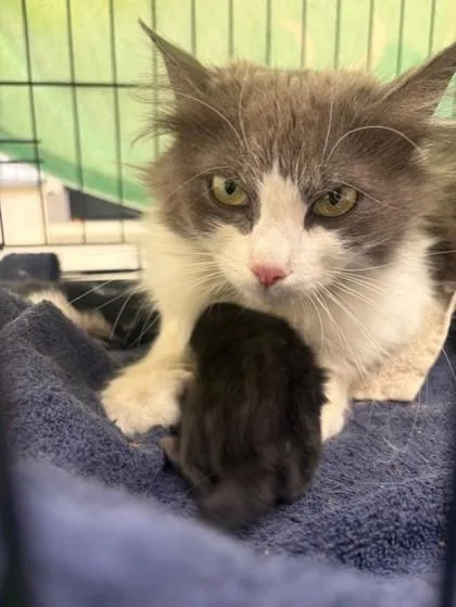 An adult medium-sized female Domestic Medium Hair cat named Xandra for adoption in Westland, MI