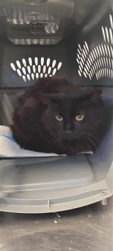 An adult small-sized male Domestic Short Hair cat named John Bender for adoption in West Chester, PA