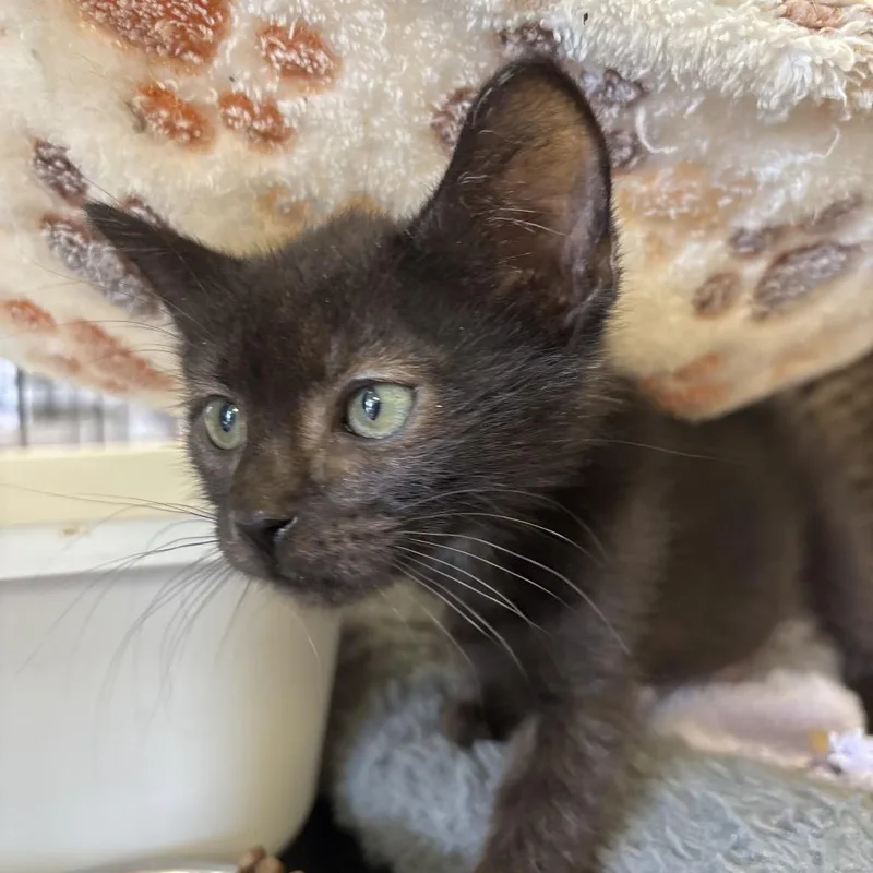 A baby small-sized male Black Domestic Short Hair cat named Licorice for adoption in Webster, TX