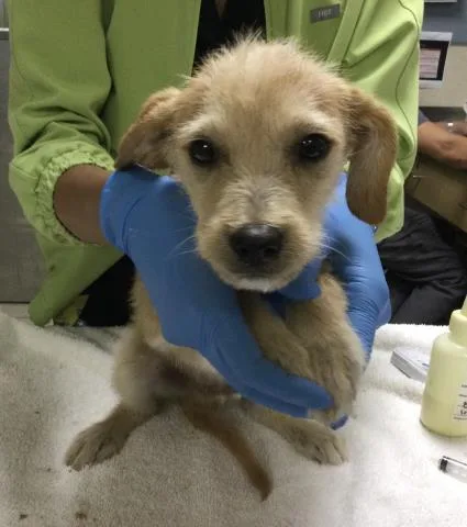 A baby small-sized male Terrier dog named Felix for adoption in Riverside, CA