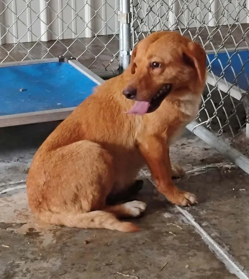 A young medium-sized female Yellow / Tan / Blond / Fawn Yellow Labrador Retriever dog named Abby for adoption in Metropolis, IL