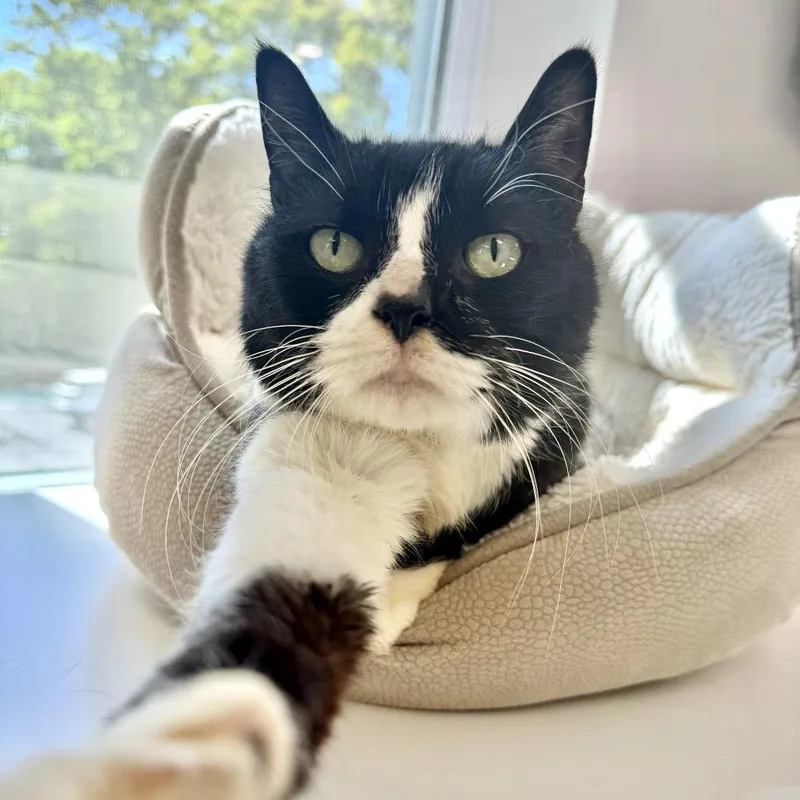 A senior large-sized female Black & White / Tuxedo Domestic Medium Hair cat named Xena for adoption in Ypsilanti, MI