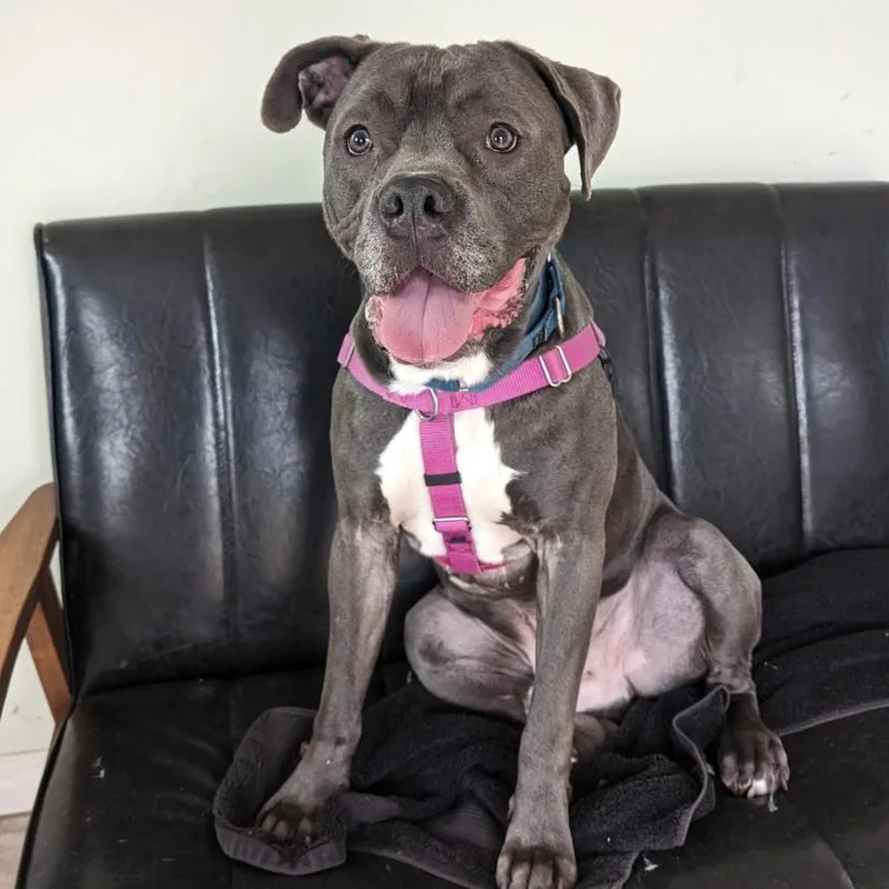 An adult large-sized male Gray / Blue / Silver American Staffordshire Terrier dog named Roger for adoption in Briarcliff Manor, NY