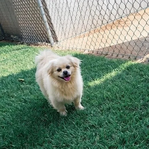 An adult small-sized male White / Cream Pekingese dog named Biscotti for adoption in Athens, AL