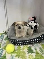 A young small-sized male White / Cream Shih Tzu dog named Gidget for adoption in Cibolo, TX