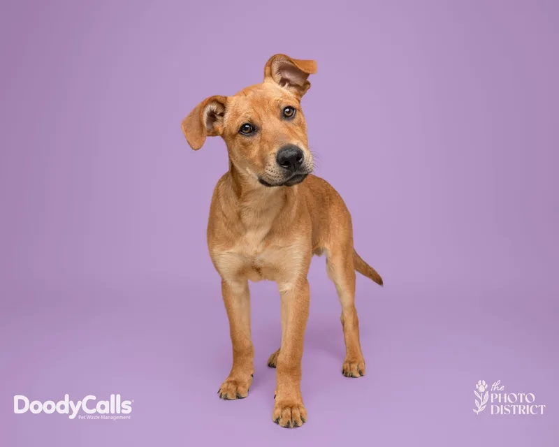 A baby medium-sized male Yellow / Tan / Blond / Fawn Labrador Retriever dog named Matthew for adoption in Manhasset, NY