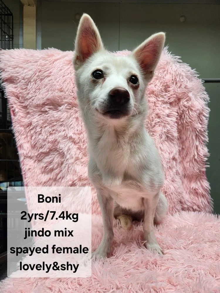 A young small-sized female Jindo dog named Boni for adoption in Long Island City, NY