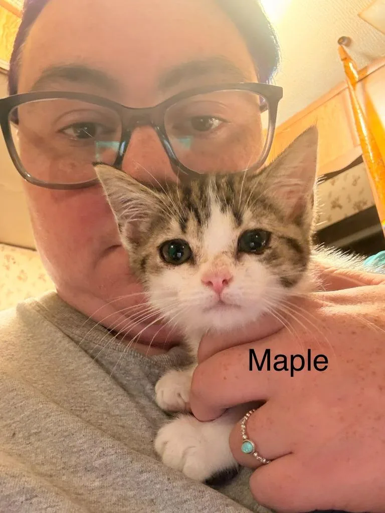 A baby medium-sized male Domestic Short Hair cat named Maple for adoption in Johnson City, TN