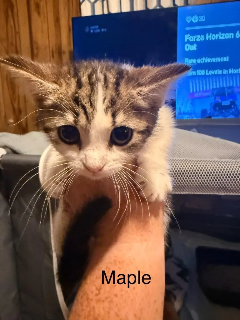 Maple thumbnail 3