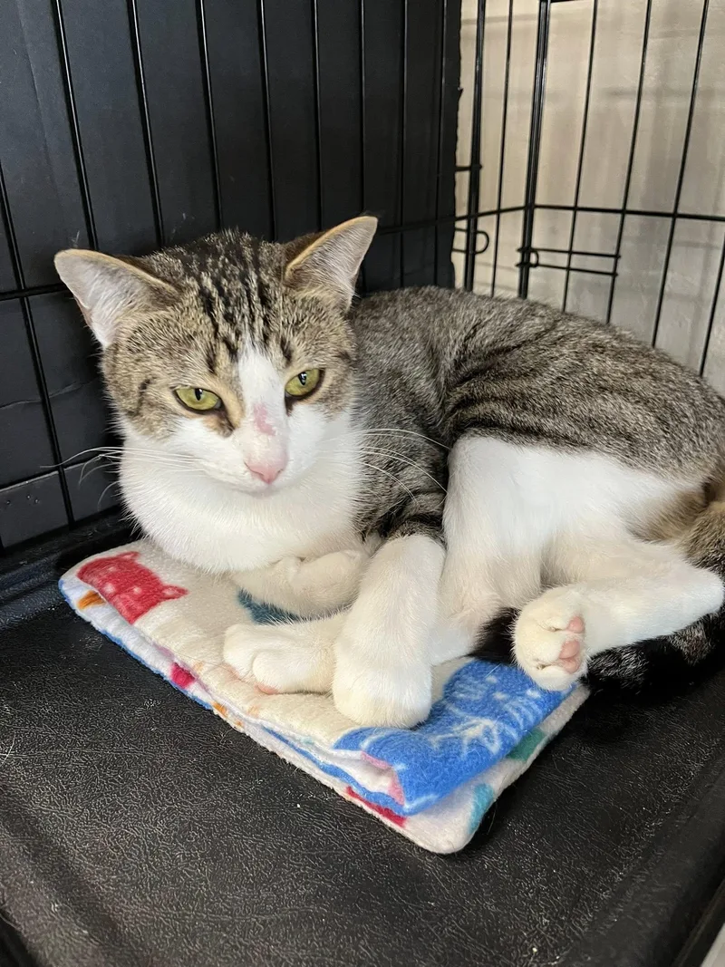 A young medium-sized female Tabby cat named Moriah for adoption in Walnut Creek, CA