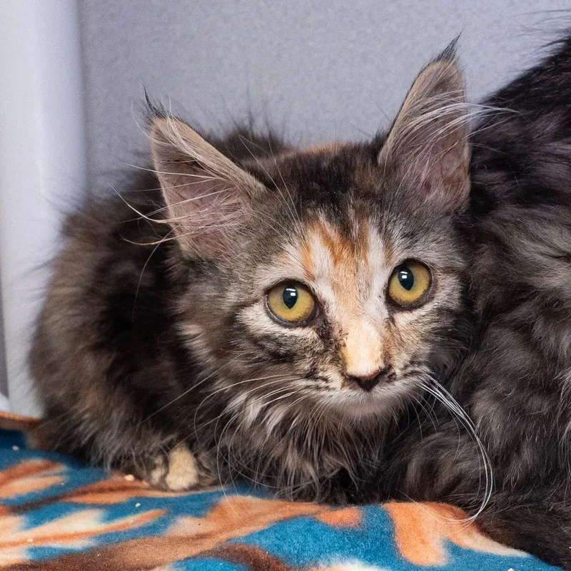 A baby medium-sized female Domestic Medium Hair cat named Kindling for adoption in Shoreline, WA