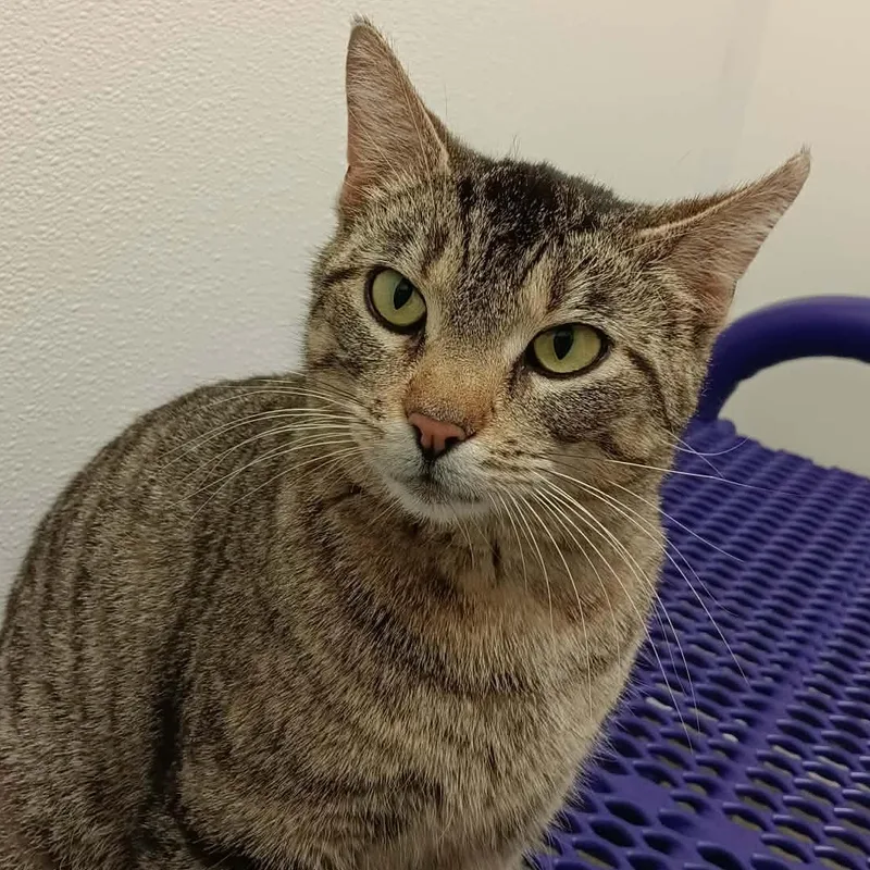 A young large-sized female Tabby (Brown / Chocolate) Domestic Short Hair cat named Marsha for adoption in Springfield, IL