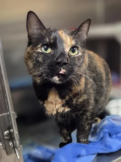 A senior small-sized female Domestic Short Hair cat named Cake for adoption in Westland, MI