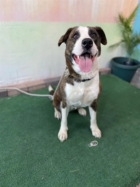 An adult medium-sized female German Shepherd Dog dog named Chloe for adoption in Baldwin Park, CA