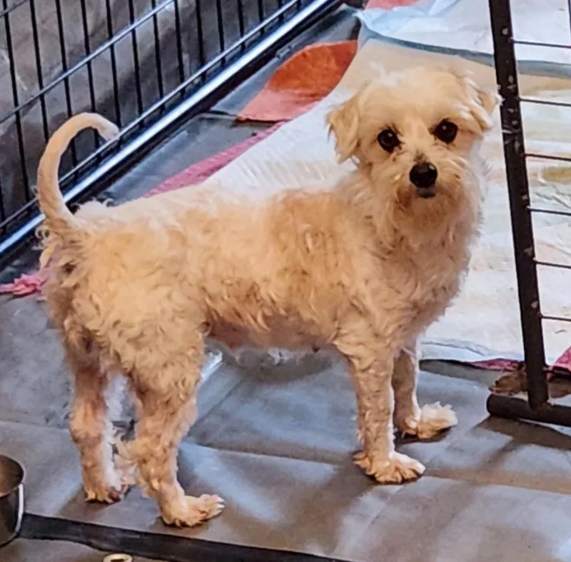 An adult small-sized female Maltese dog named Sadie for adoption in Thompson Falls, MT