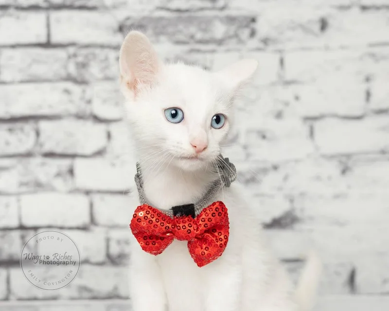 A baby medium-sized male White Domestic Short Hair cat named Jack Only for adoption in Tuscaloosa, AL