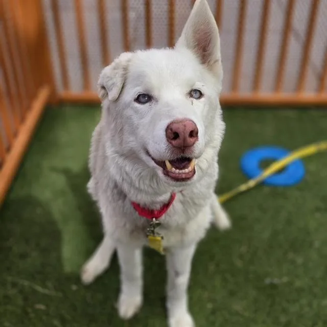 Koda