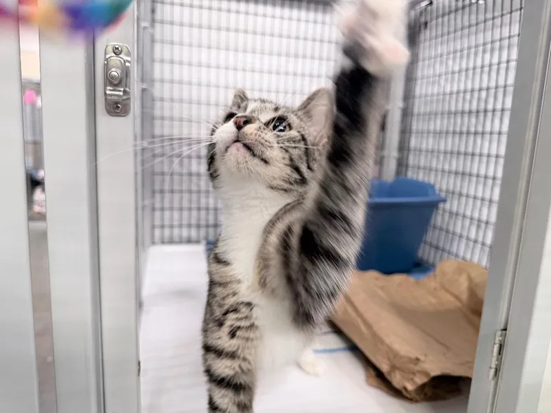 A young medium-sized female Domestic Short Hair cat named Margerita for adoption in Raleigh, NC