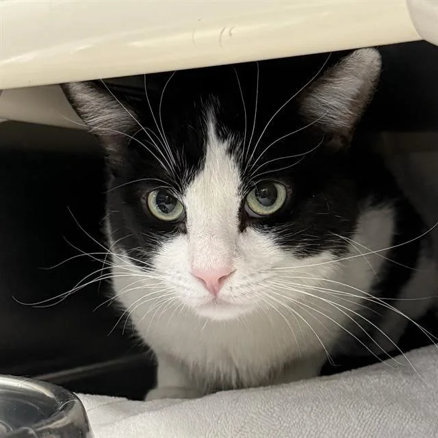An adult large-sized male Domestic Short Hair cat named Hollywood for adoption in Las Vegas, NV