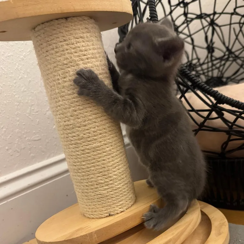 A baby small-sized female Gray / Blue / Silver Domestic Short Hair cat named Charcoal for adoption in Chattanooga, TN